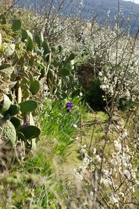 primavera